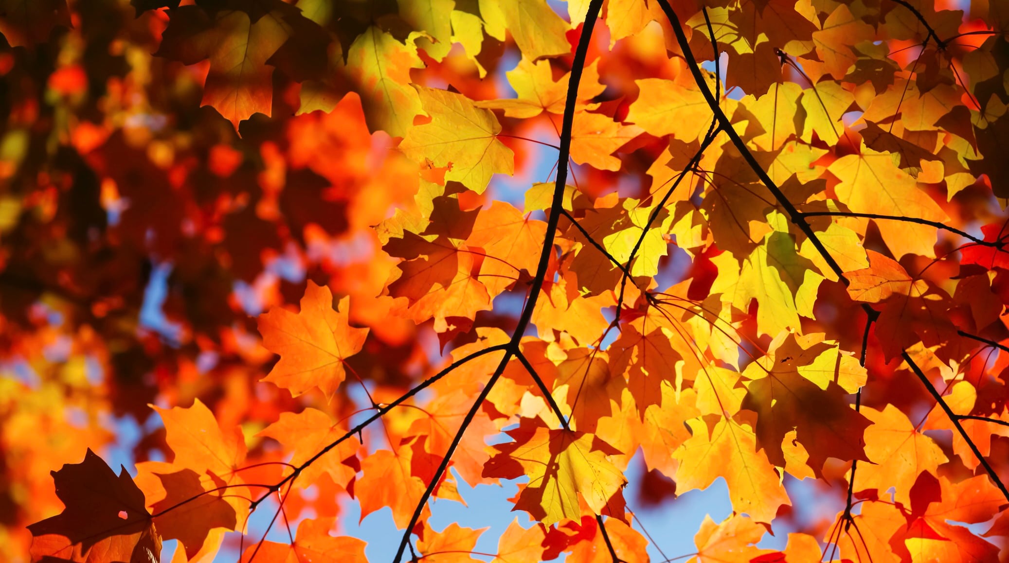 Sept 23: Grounding Breath: Sudarshan Kriya