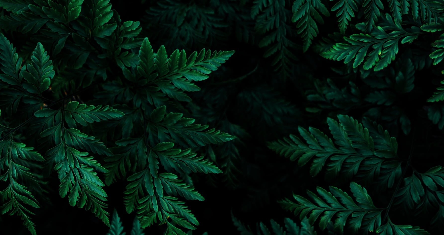 Oct 2: Gut-Brain. Serotonin & Gratitude Breathwork (30 min)