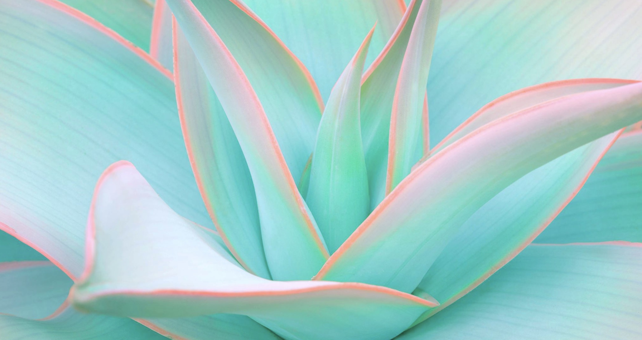 Jan 17: Manifestation Advanced Breath + Wim Hof (32 min) 