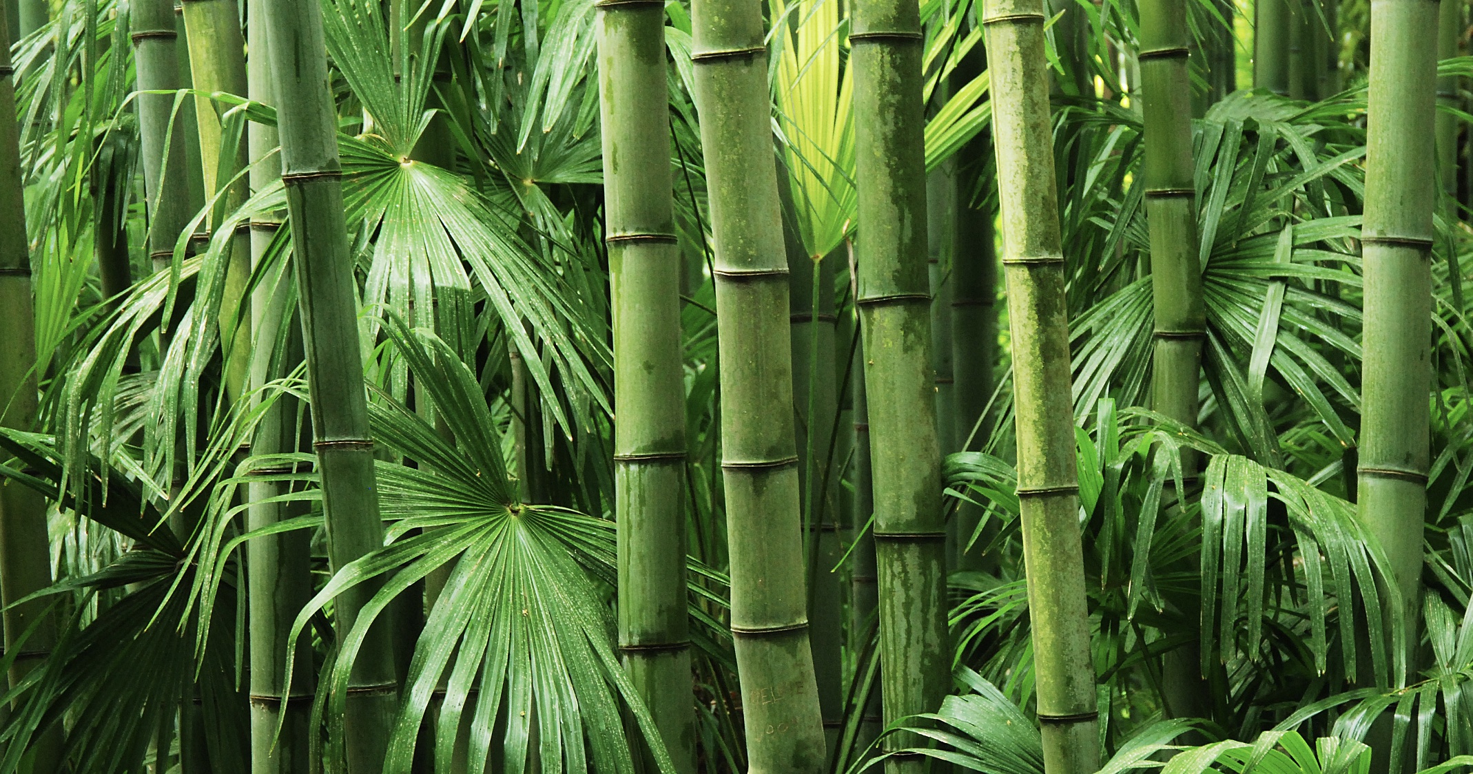 Jan 16: The Neuroscience of Vitality Breathwork (28 min)  