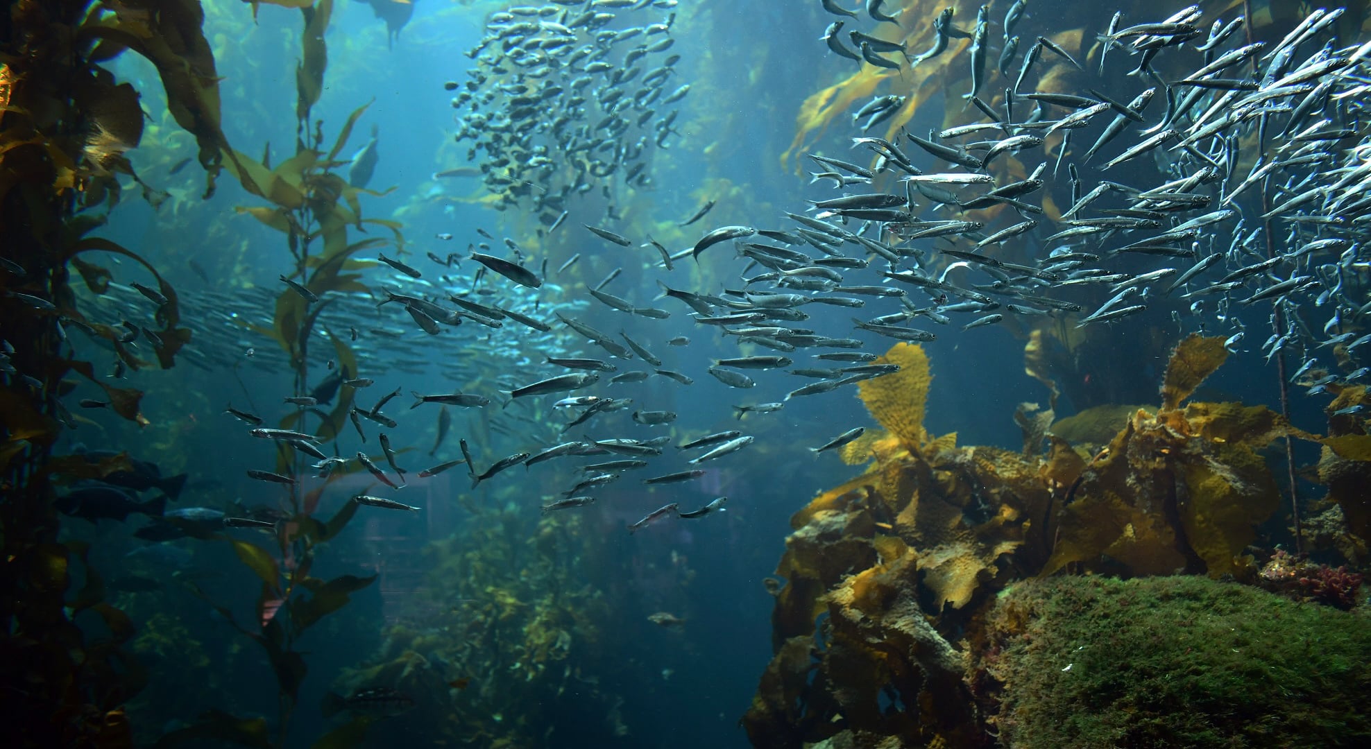 Sept 11: Becoming Seaweed: Calm Breath & Embodiment (30 min)