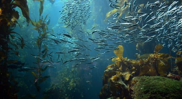 Sept 11: Becoming Seaweed: Calm Breat...
