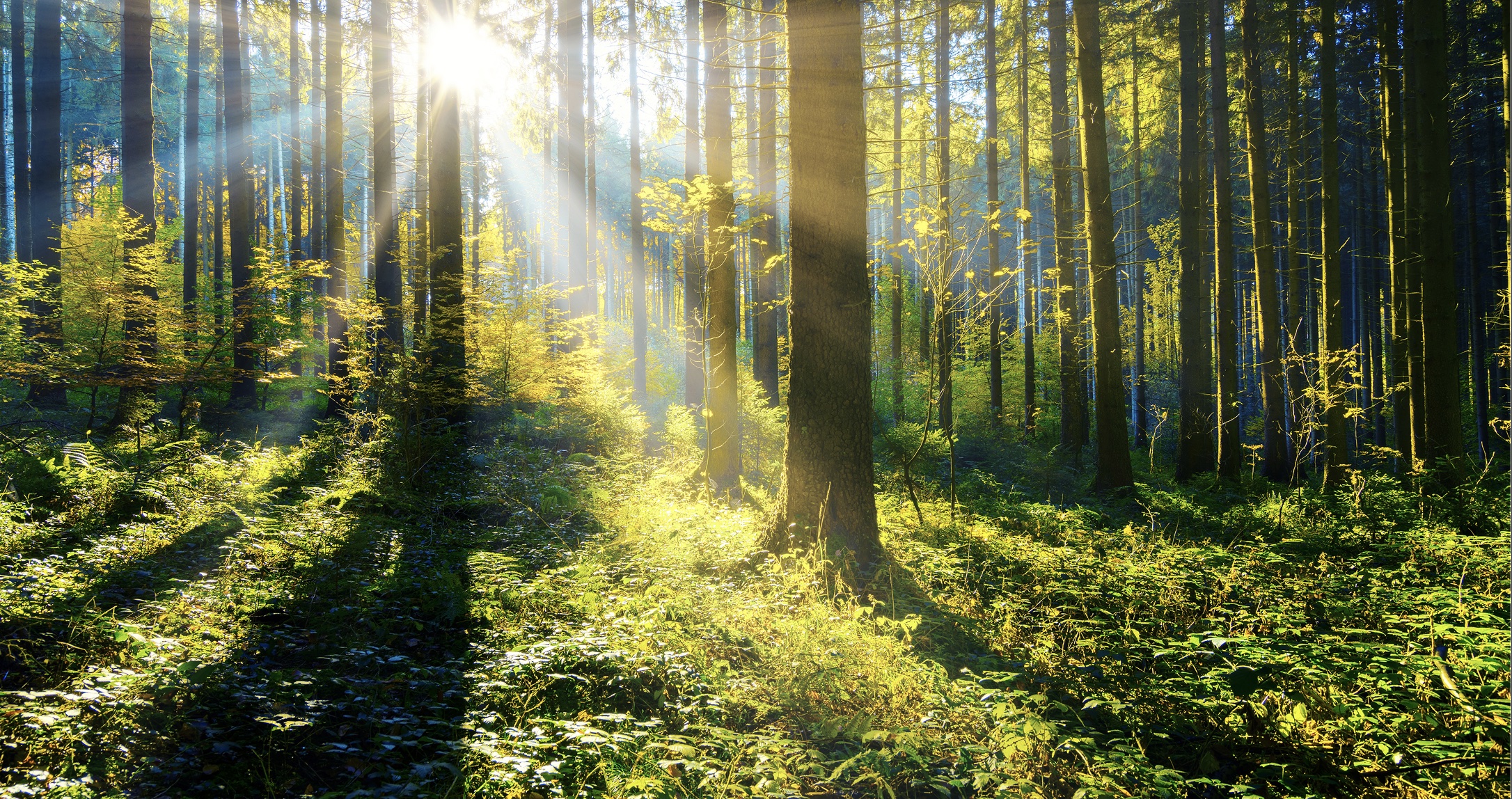 June 21: Summer Solstice Advanced Breath (31 min)