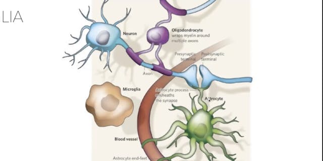 Stress, Neuroinflammation & Breathwor...