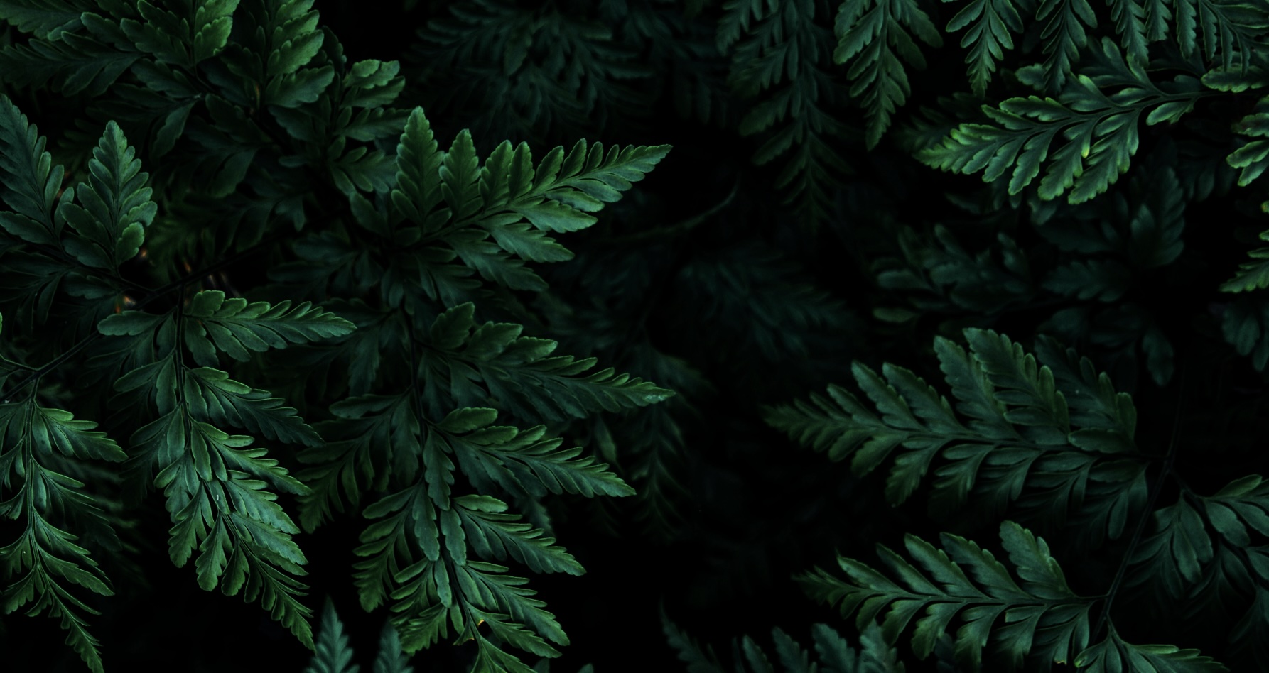 Oct 2: Gut-Brain. Serotonin & Gratitude Breathwork (30 min)