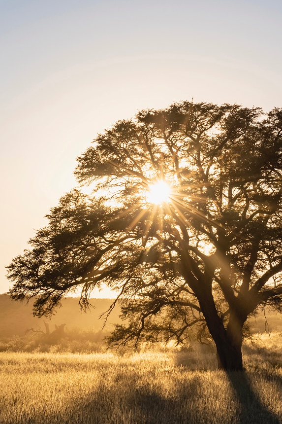 Jan 28: Dopamine & Resilience Breathwork (31 min)