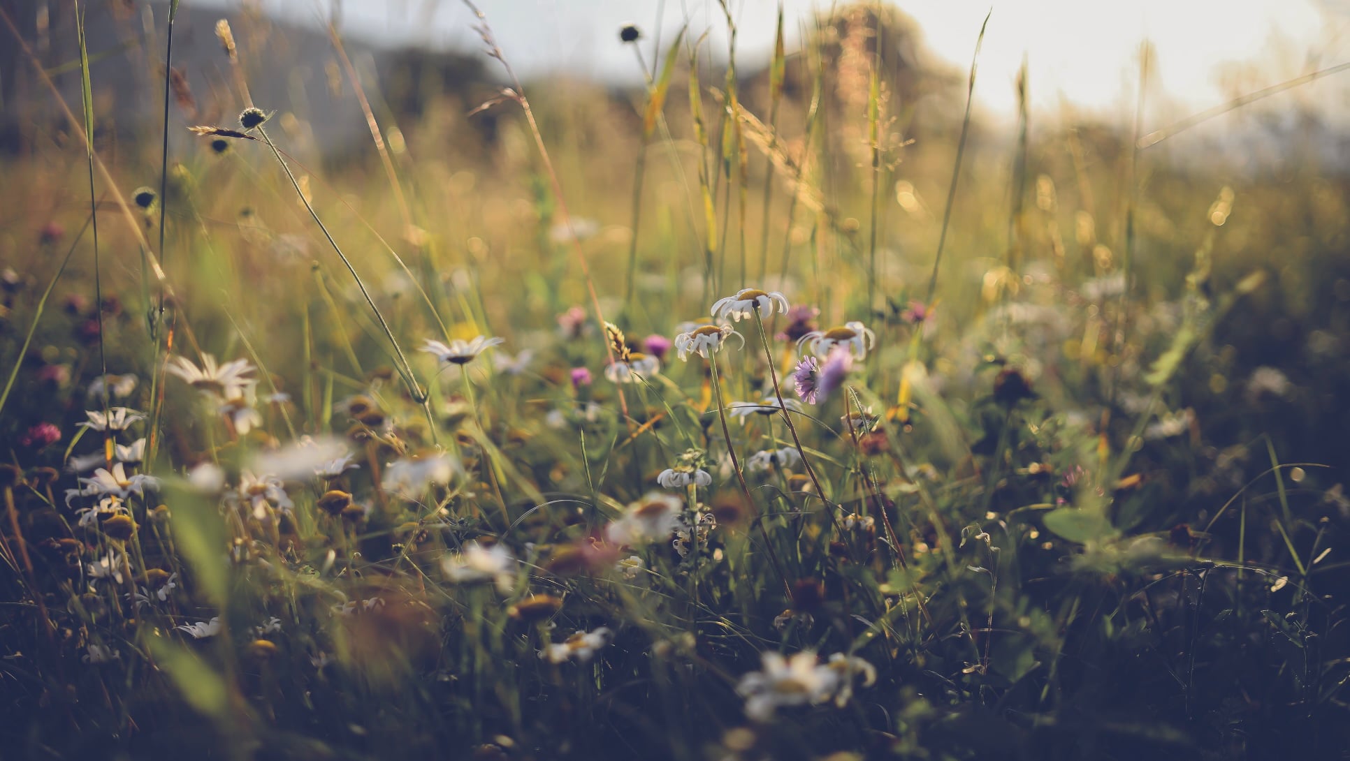 Aug 14: "The Prana Vayus" Traditional Breathwork (32 min)