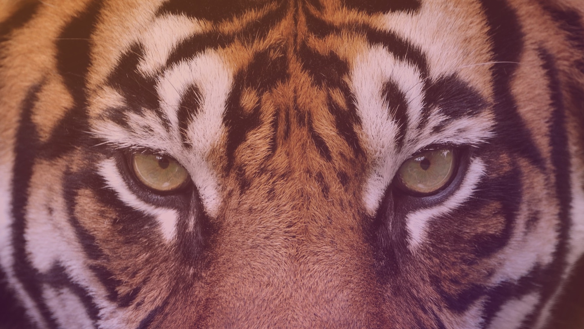 Advanced Breathwork for Brilliance (30 min) 