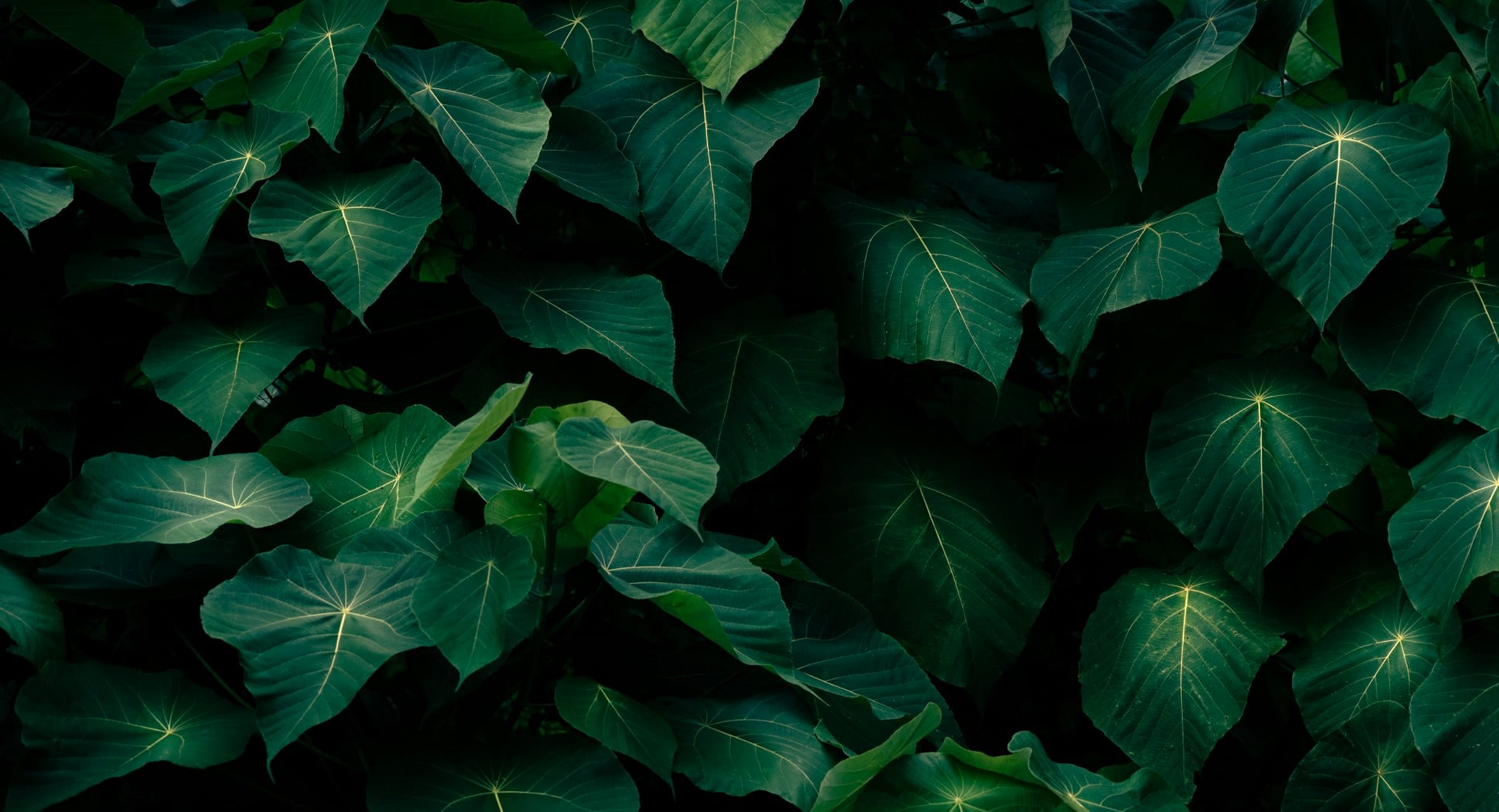 July 17: Advanced Breathwork for Transformation (33 min)