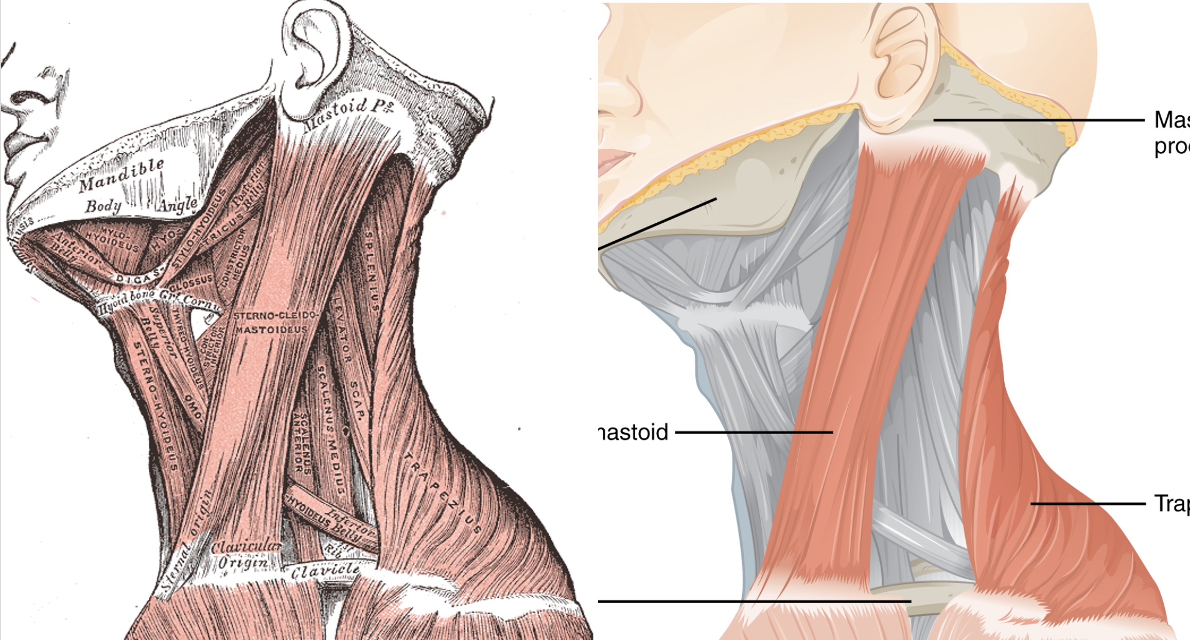 Neck Rx Stress & Tension ( Restorative, 28 min) 