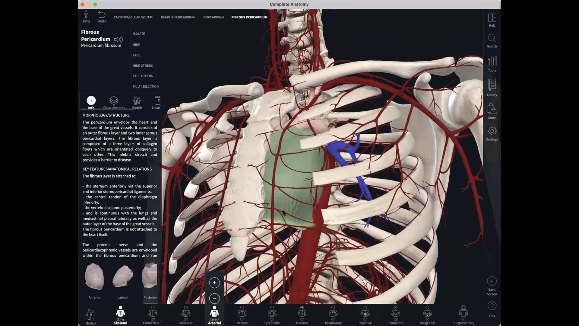 April 13:  Pranayama for the Heart & the Fibrous Pericardium 