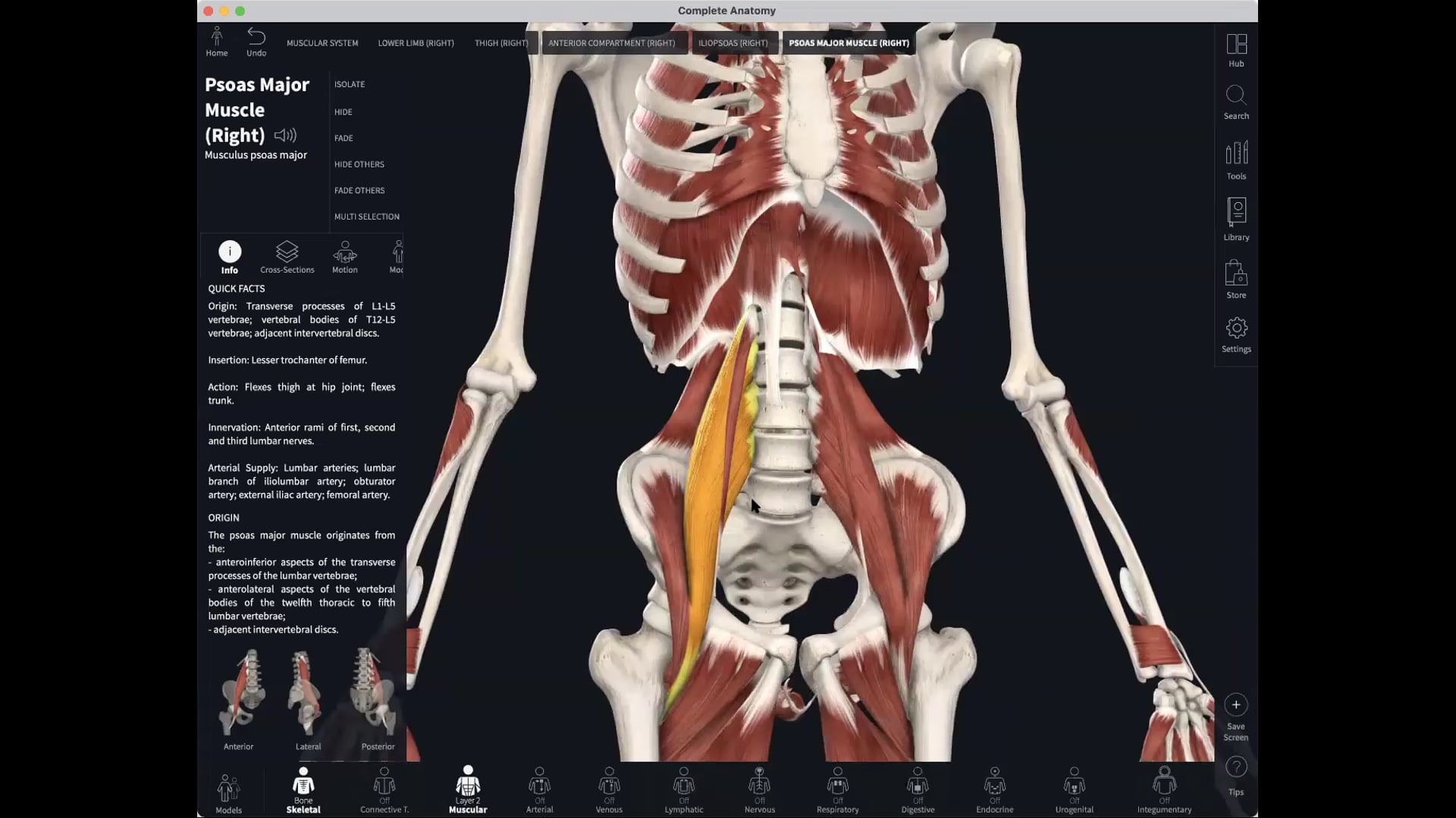 March 29: The Iliopsoas Asana + Anatomy Lesson