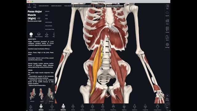 March 29: The Iliopsoas Asana + Anato...