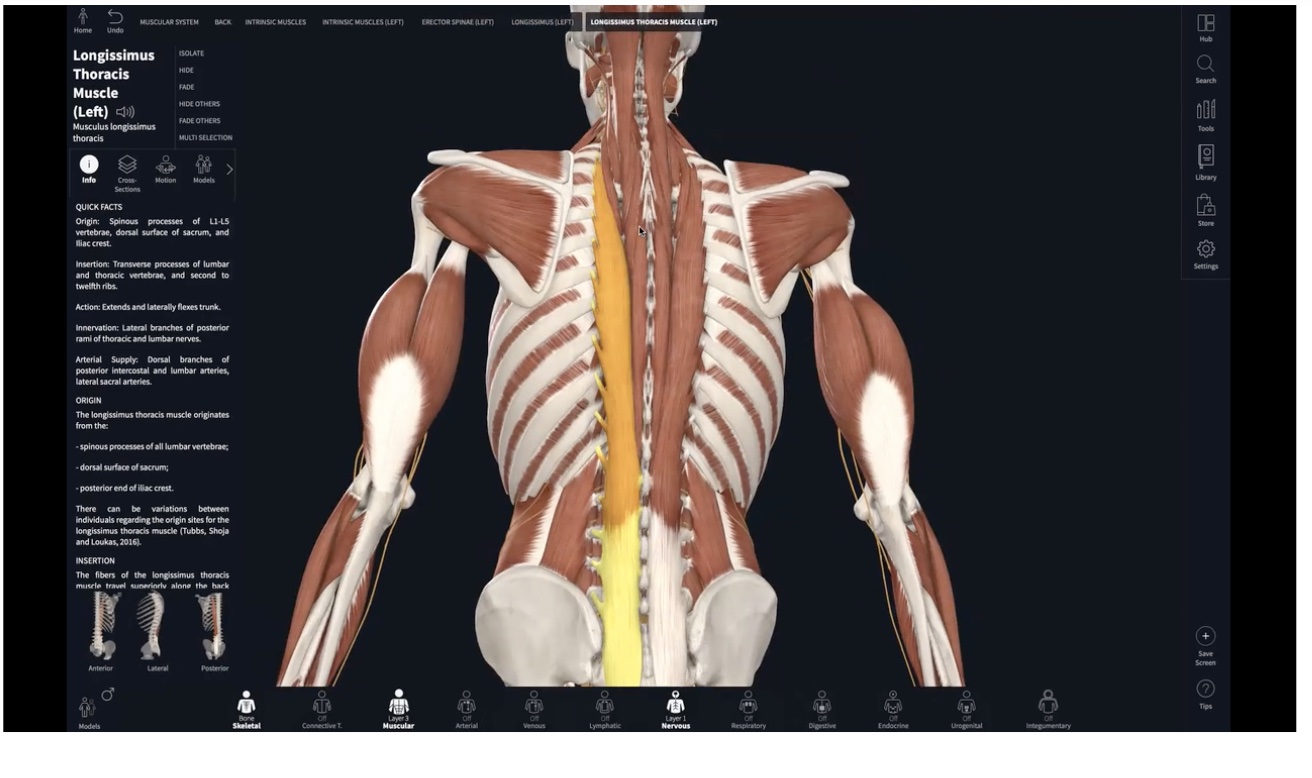 Back Therapy: The Sciatic Nerve, Psoas & Erectors (40 min)