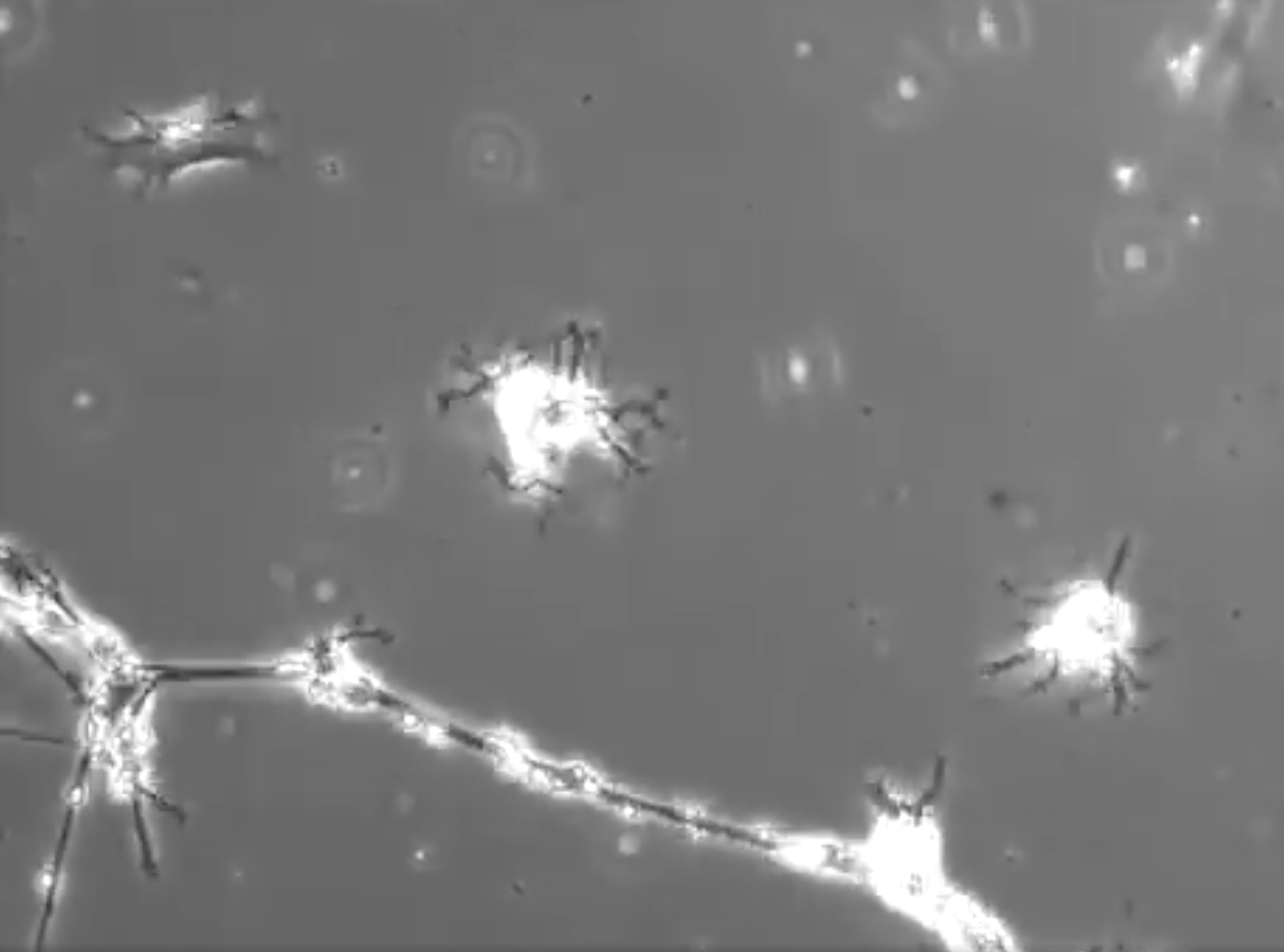 Jan 5: Heart, Connection & Neuronal Coherence