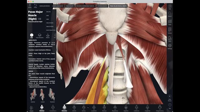 April 9: Psoas/Diaphragm Restorative 