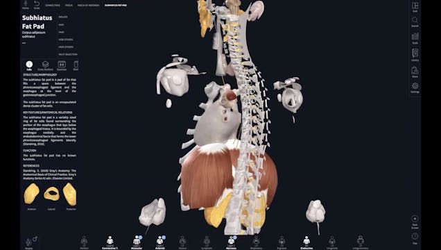 The Anatomy of the Diaphragm + Vagus ...