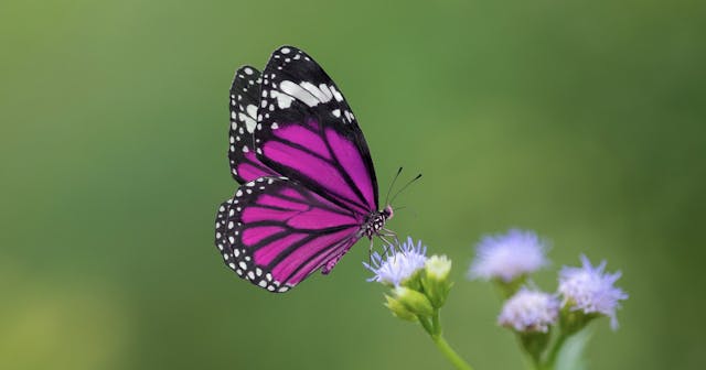 July 17: Advanced Metamorphosis Breat...