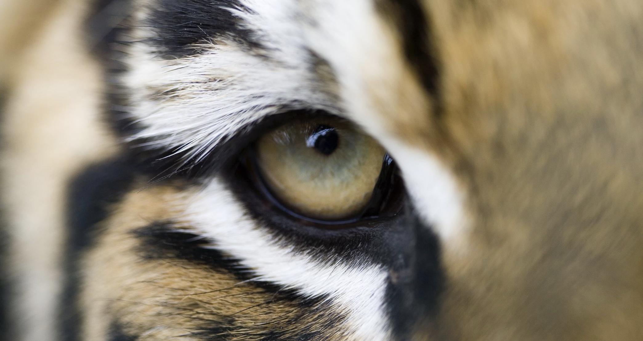 Feb 4: A Breath Practice for Fear & Global Anxiety (33 min) 