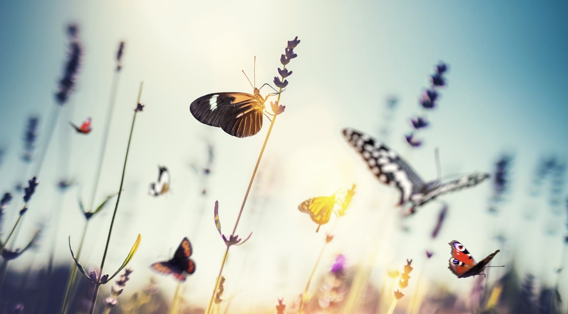 May 12: Gentle Breath for Excessive Adrenaline & Stress (31 min) 