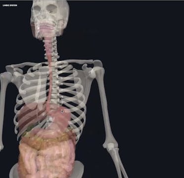 Jan 13: Twists/ Enteric Nervous System