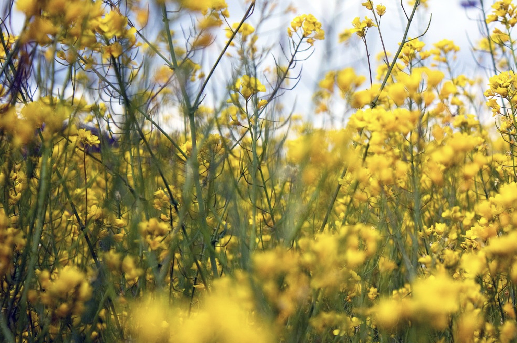 Apr 17: Alleviate Stress &  PTSD: Moderate/Beginner Breathwork (32 min)