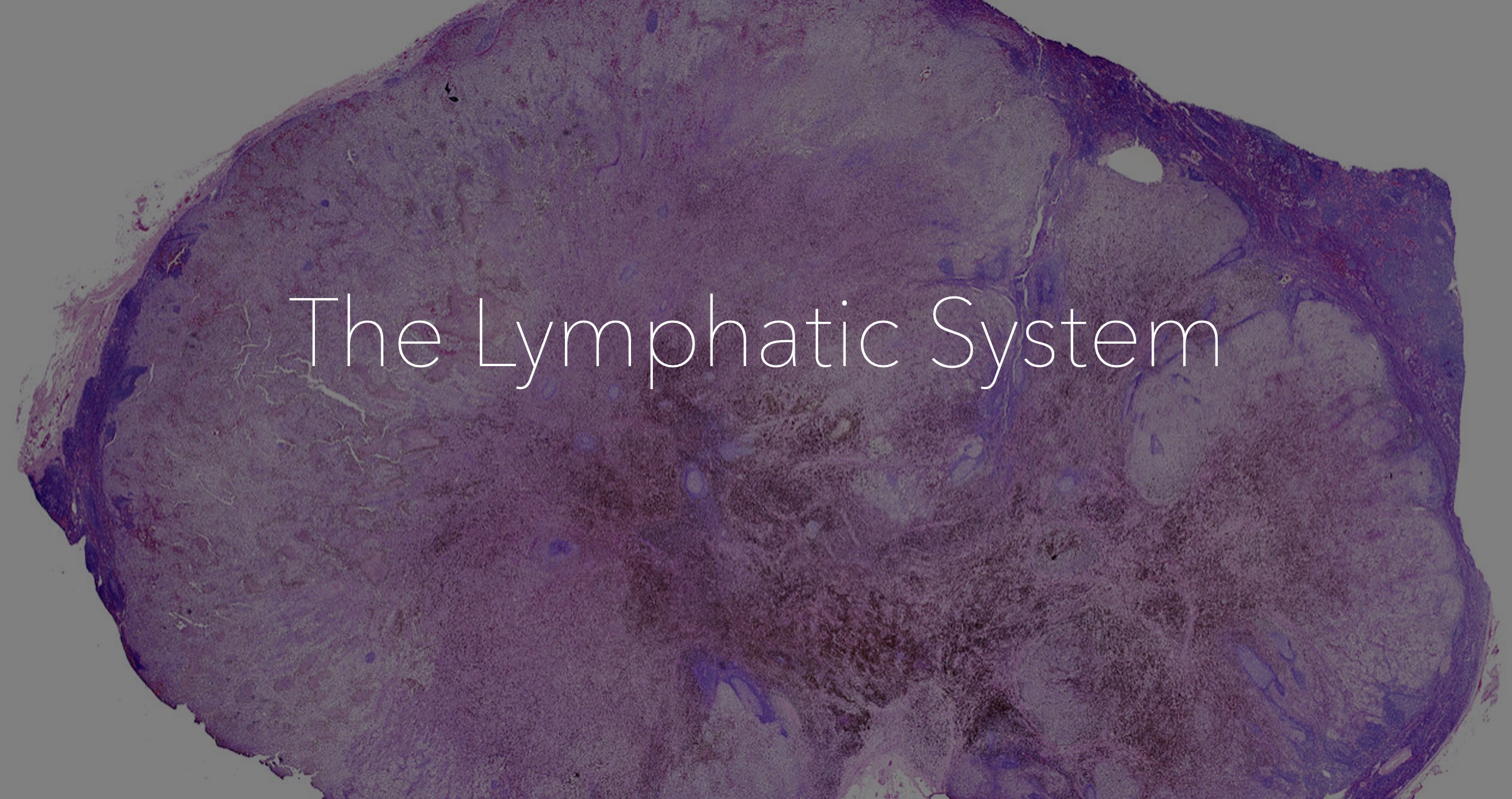 Nov 28: Lymphatic Flush Breathwork (30 min) 