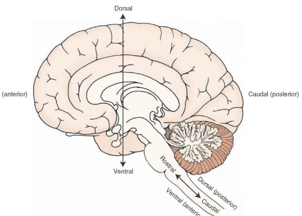 Nov 19: Breathwork for the CNS, CSF and Pineal Gland