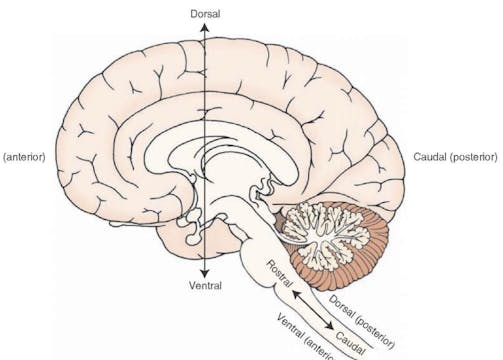 Nov 19: Breathwork for the CNS, CSF a...