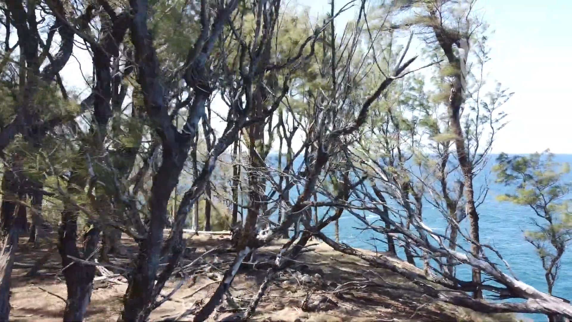 Promise Of Dawn, performed by Kohala