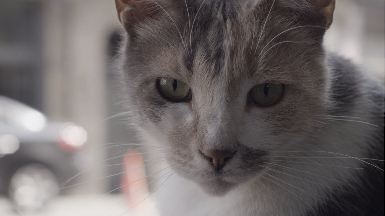 kedi filmi izle ceyda torun