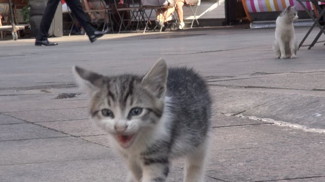 Kadıköy - The Kittens and the Fruit Vendor