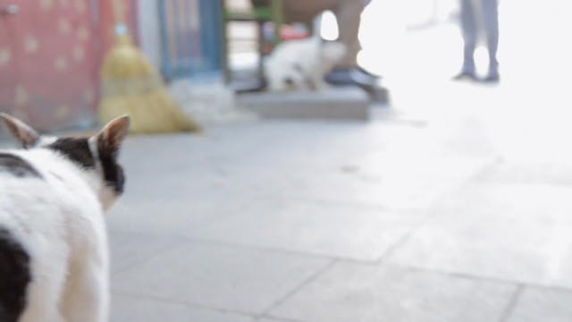 KEDi Trailer Stereo HD