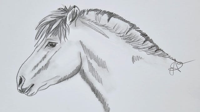 Draw a Beautiful Horse