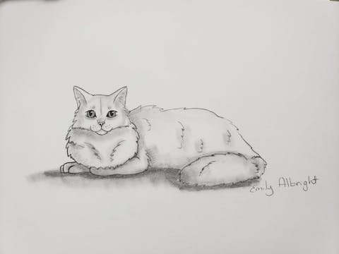 Draw a Warrior Cat Dovewing