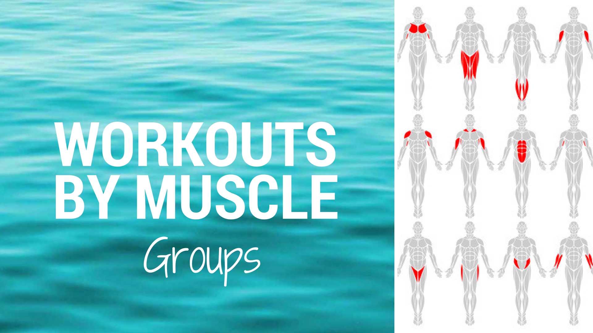 WORKOUTS BY MUSCLE GROUP