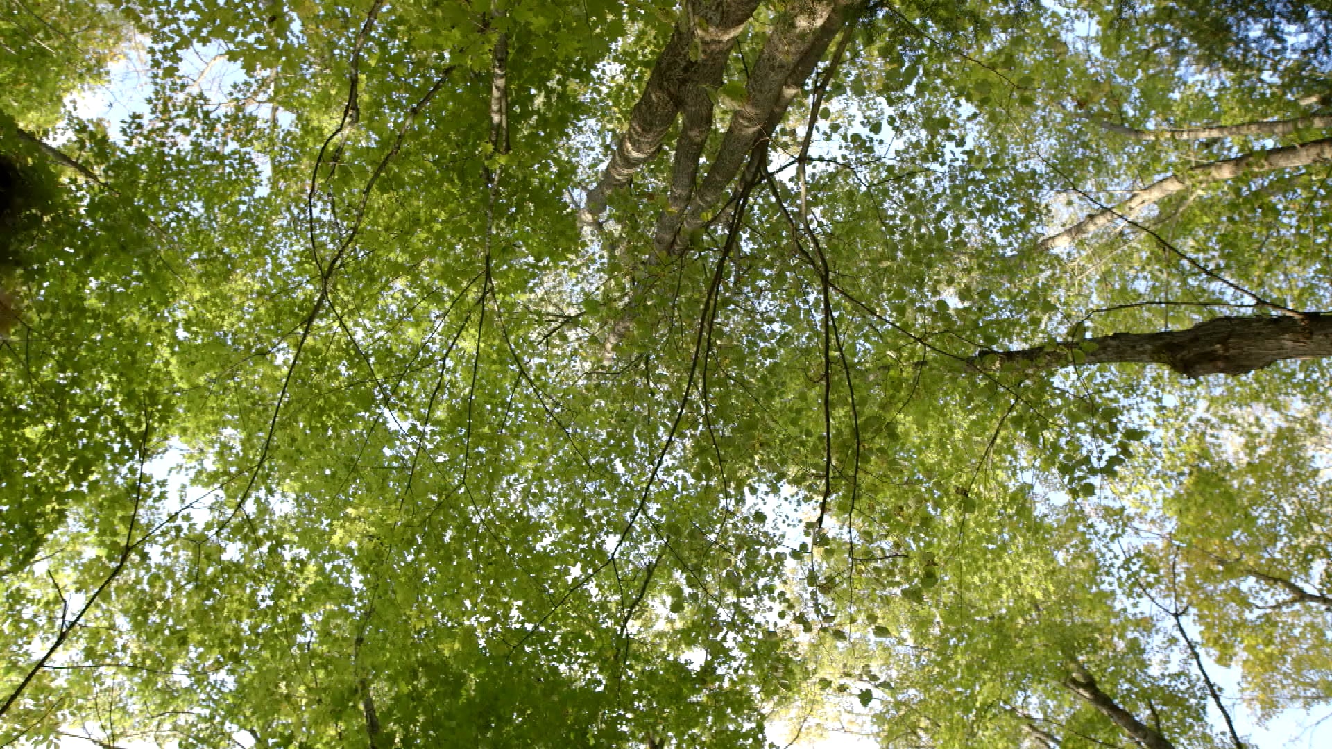 Disappearing Leaf Pile | Switchback | Double Decker Zerby | more