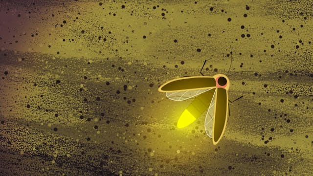 Fairies and Fireflies