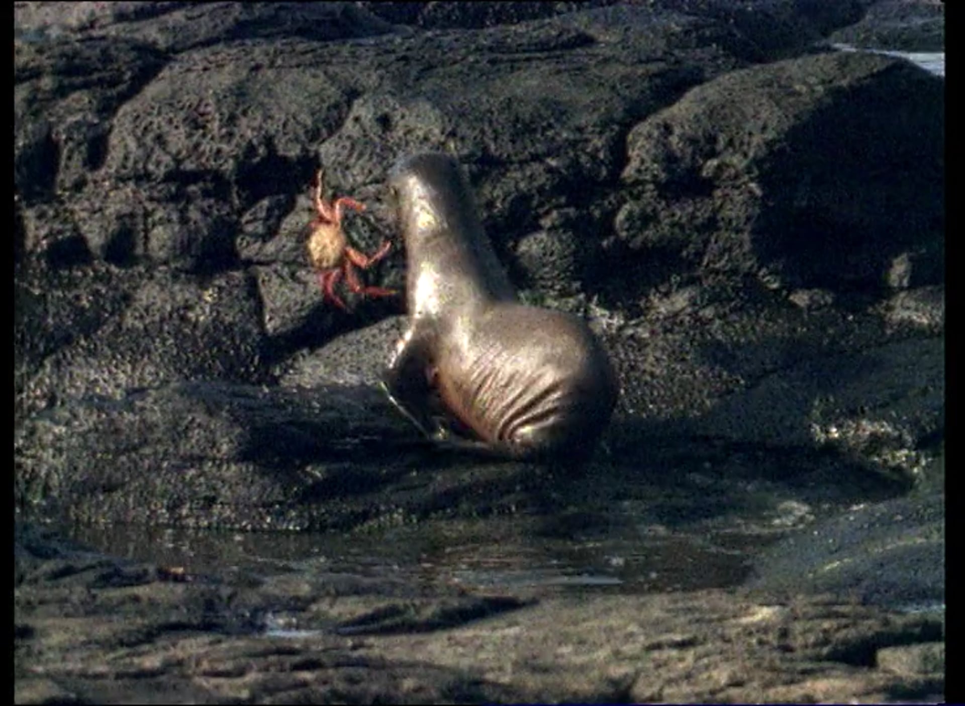 The Shark and the Sea Lion