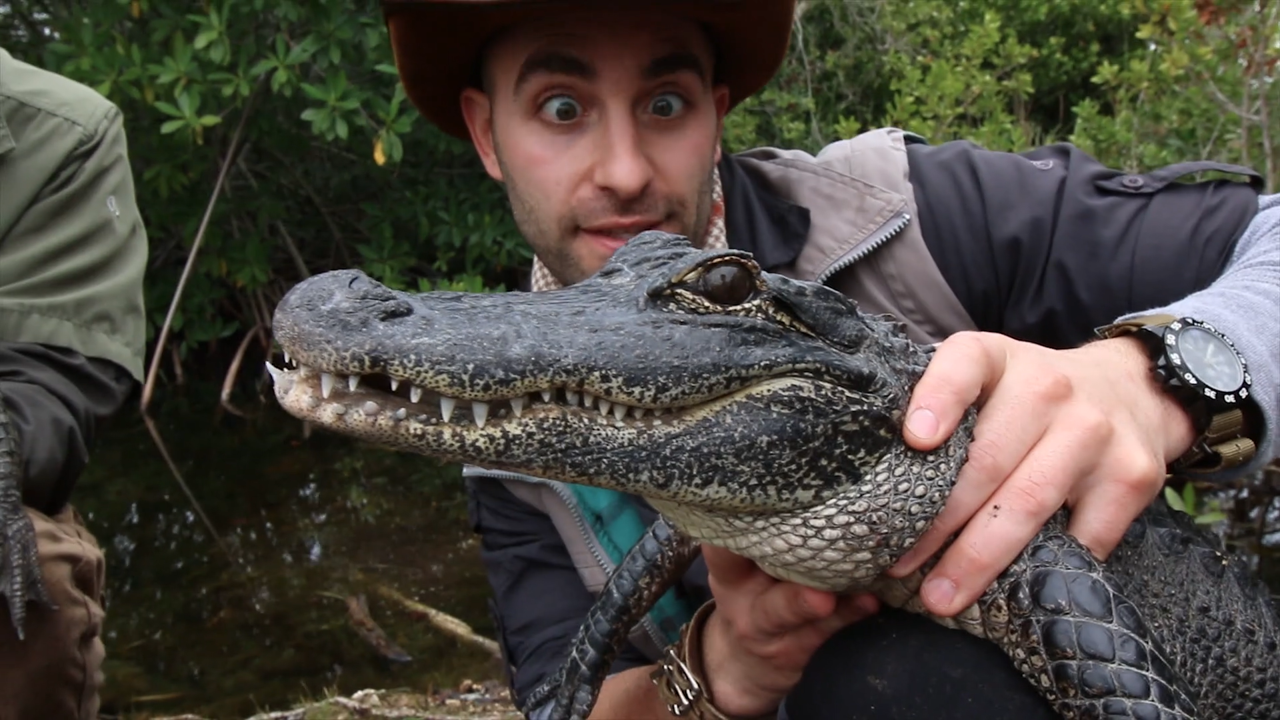 Alligators & Crocodiles