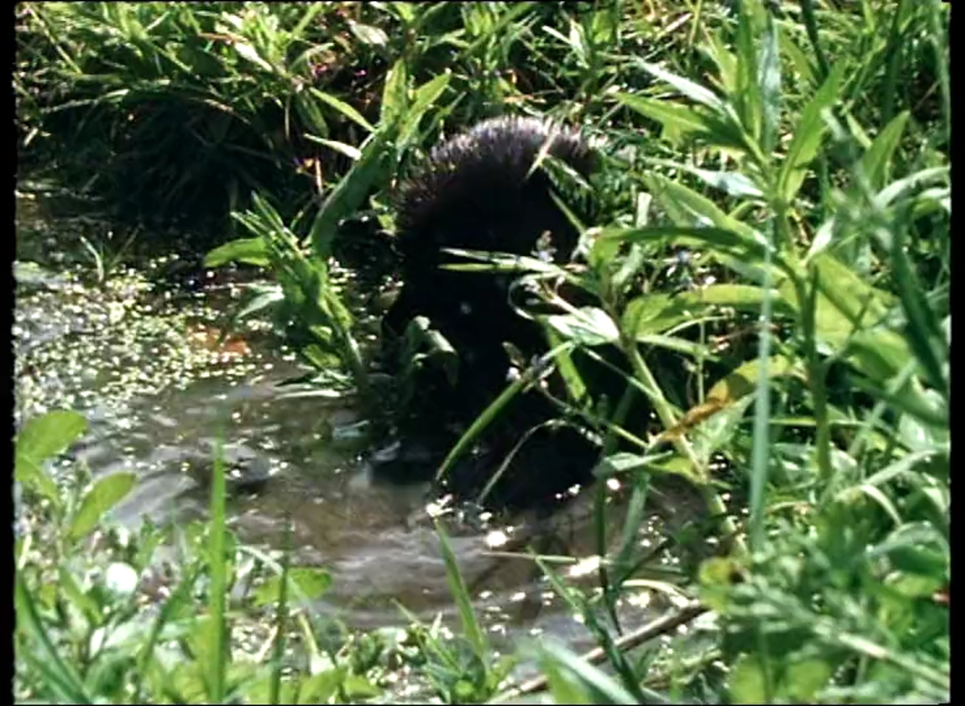 The Aardvark and the Chameleon