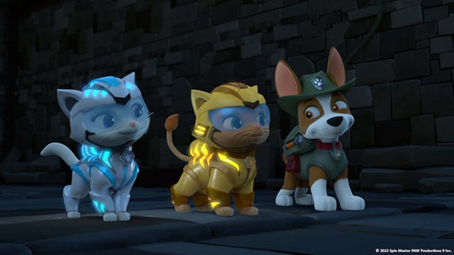 Cat Pack