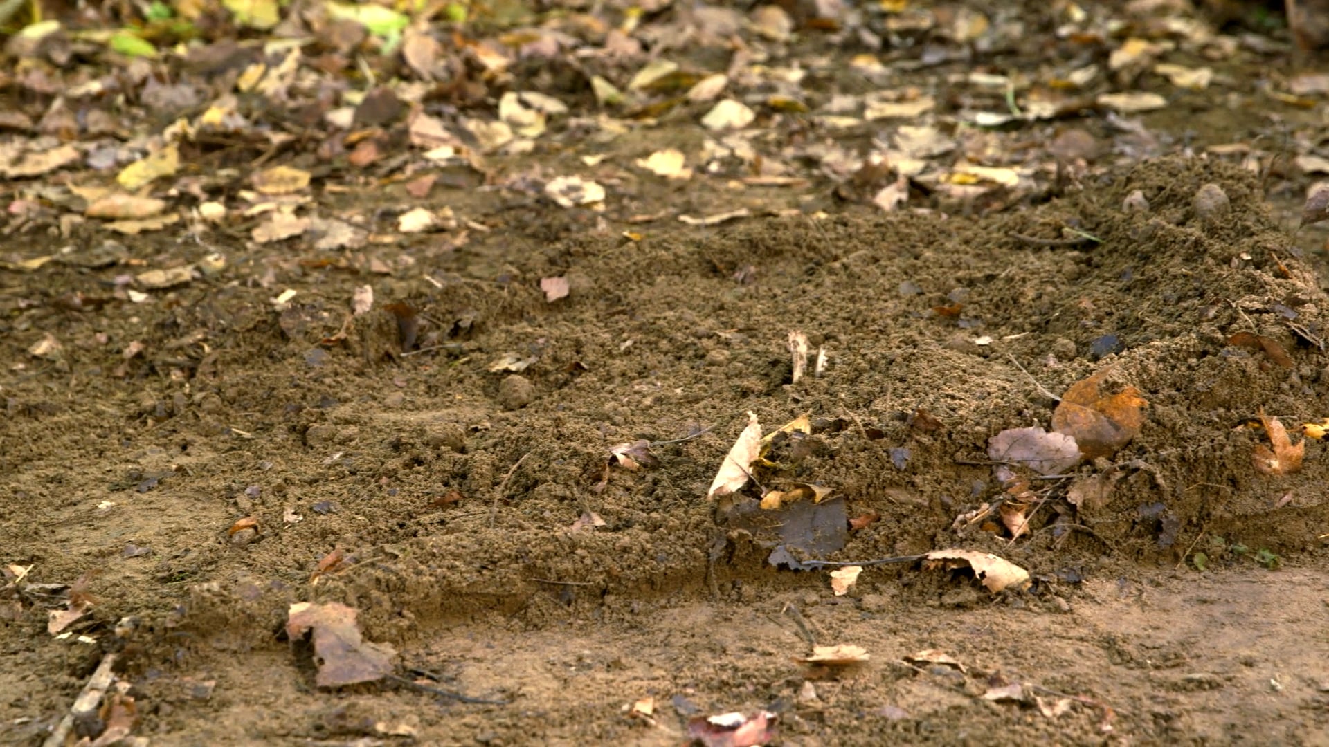 Sand Puddle | Don't Forget to Pack | Strut Gets Stuck | Main Street | more