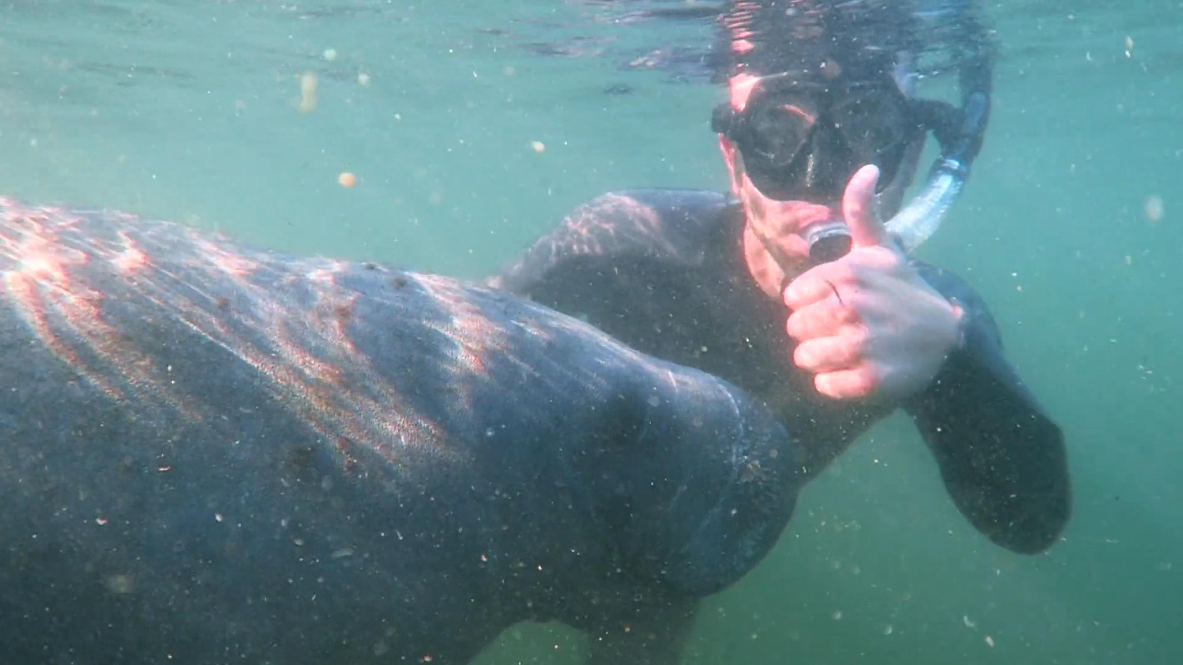 Marine Mammal Mashup