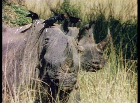 The Rhinoceros and the Gorilla