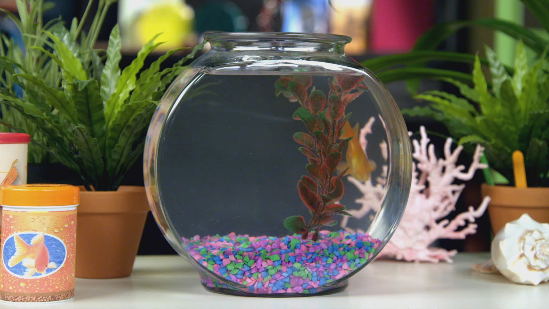 Sparky the Dragon | Paula the Proud Peacock