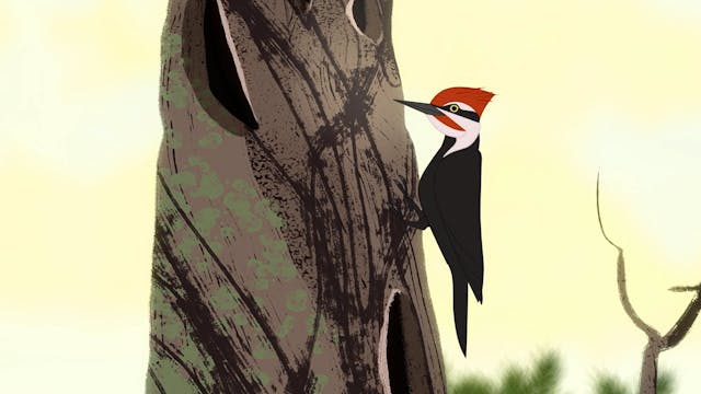 Rider and the Woodpecker