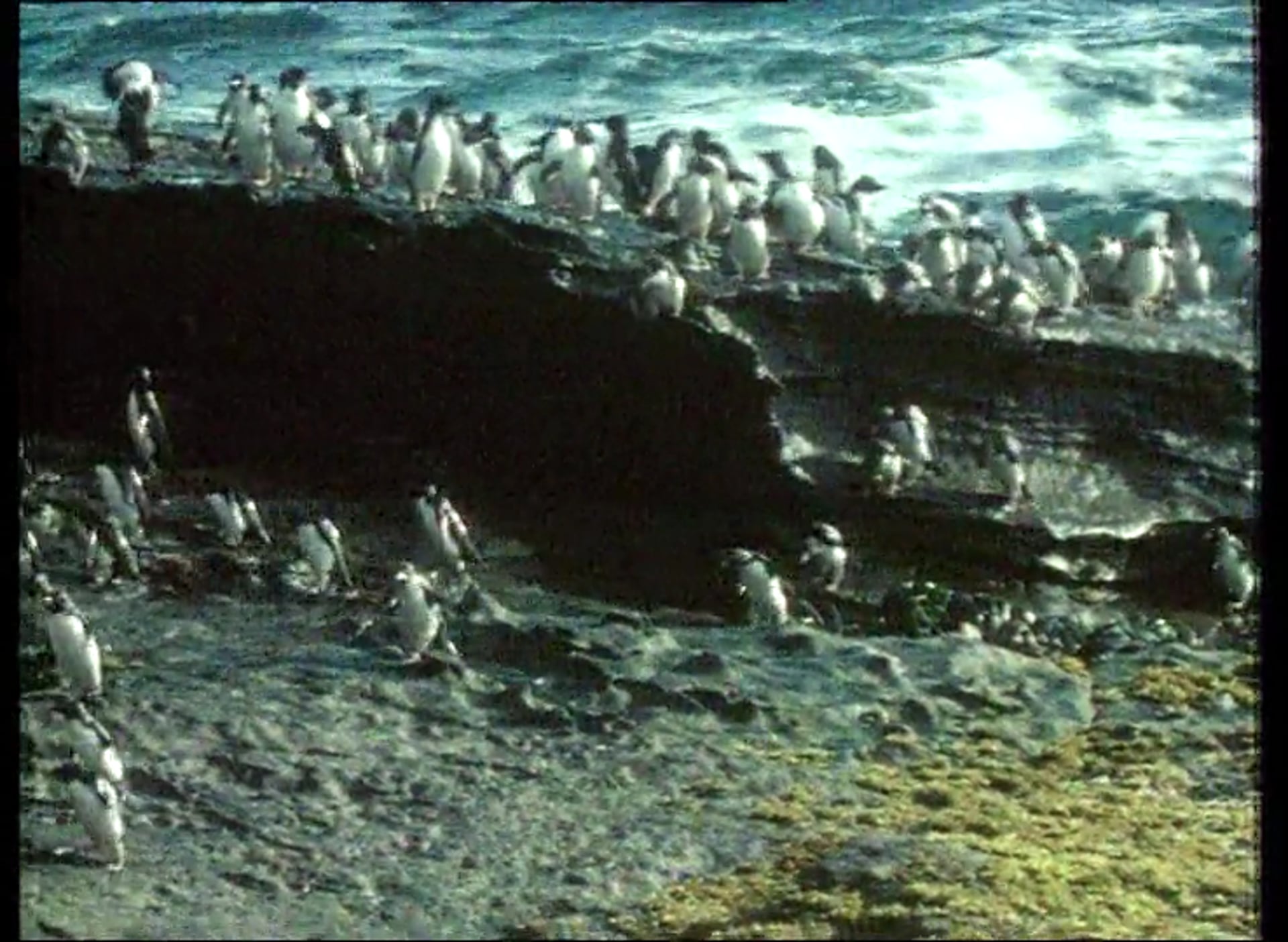 The Penguin and the Kiwi