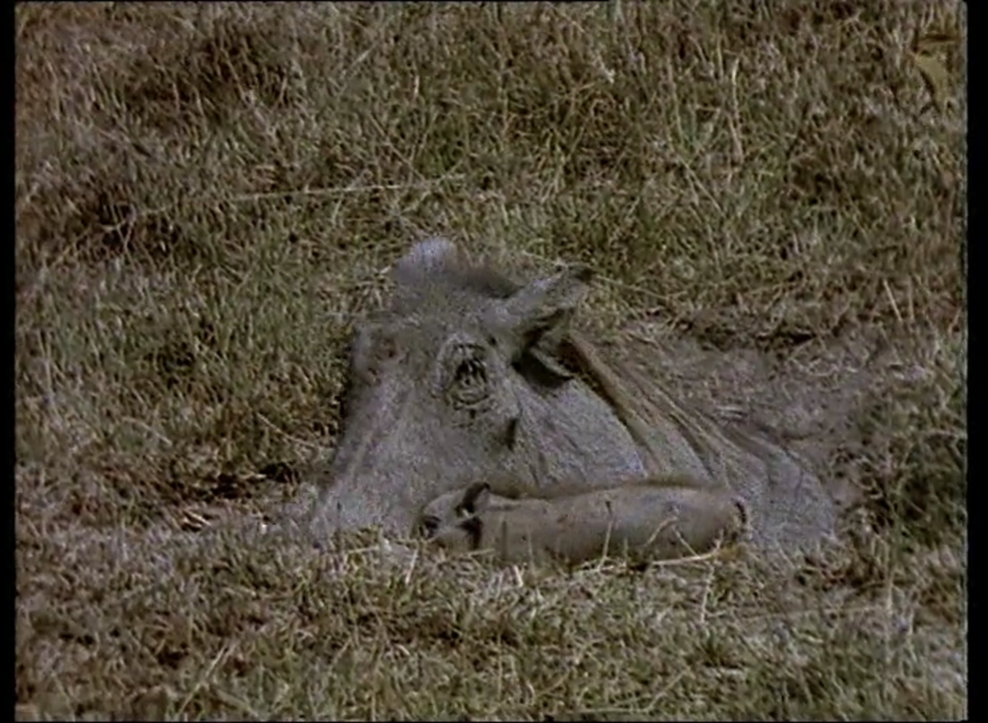 The Walrus and the Warthog