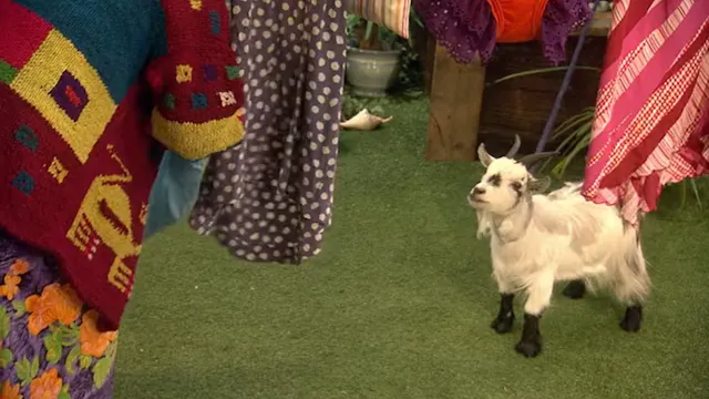 Mr. Scoffbucket the Goat | Miss Smile...